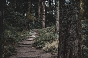 Sintra Forest Hike